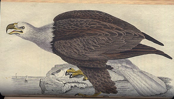 U.S.A. : 250