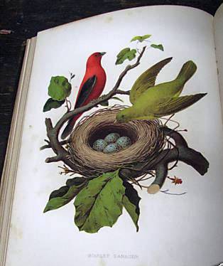 Item #017493 NESTS AND EGGS OF BIRDS OF THE UNITED STATES. Thomas GENTRY