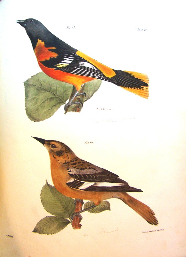 Item #017495 NATURAL HISTORY OF NEW YORK. ZOOLOGY OF NEW YORK, OR THE NEW YORK FAUNA.... PART II. BIRDS. James DE KAY, HAND-COLORED PLATES.