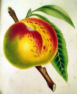 Item #019990 THE FRUITS AND FRUIT TREES OF AMERICA; OR, THE CULTURE, PROPAGATION, AND MANAGEMENT,...