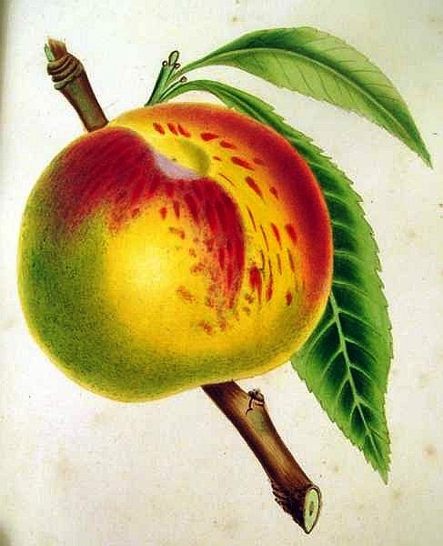Item #019990 THE FRUITS AND FRUIT TREES OF AMERICA; OR, THE CULTURE, PROPAGATION, AND MANAGEMENT, IN THE GARDEN AND ORCHARD, OF FRUIT TREES GENERALLY; WITH DESCRIPTIONS OF ALL THE FINEST VARIETIES OF FRUIT, NATIVE AND FOREIGN, CULTIVATED IN THIS COUNTRY. DOWNING, ndrew, ackson.