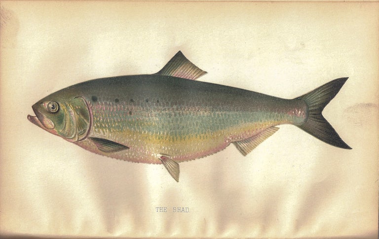 Item #021189 REPORT OF THE FISH COMMISSIONERS OF THE STATE OF PENNYSLVANIA FOR THE YEAR 1903