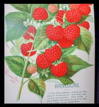 Item #021669 [THE C. L. VAN DUSEN NURSERY CO.] from the Cover