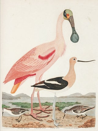 Atlas Volumes of Plates for AMERICAN ORNITHOLOGY; OR THE NATURAL HISTORY OF THE BIRDS OF THE. Alexander WILSON, Charles BONAPARTE.