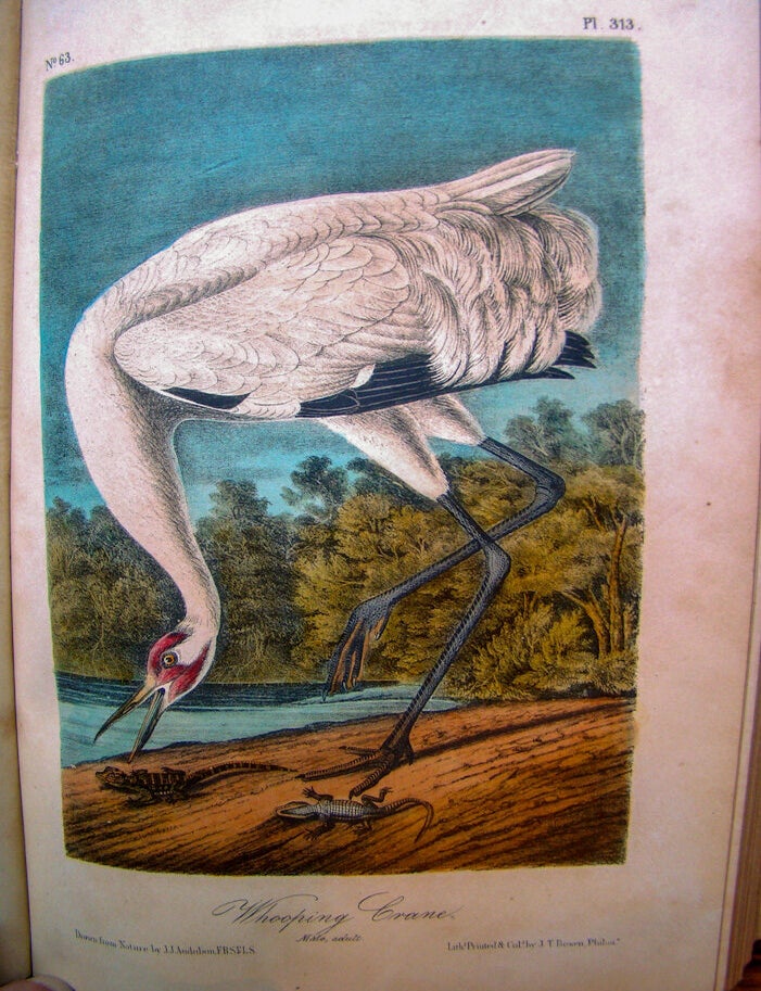 Item #022484 THE BIRDS OF AMERICA, FROM DRAWINGS MADE IN THE UNITED STATES AND THEIR TERRITORIES. John James AUDUBON.