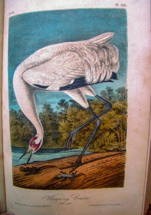 Item #022484 THE BIRDS OF AMERICA, FROM DRAWINGS MADE IN THE UNITED STATES AND THEIR TERRITORIES....